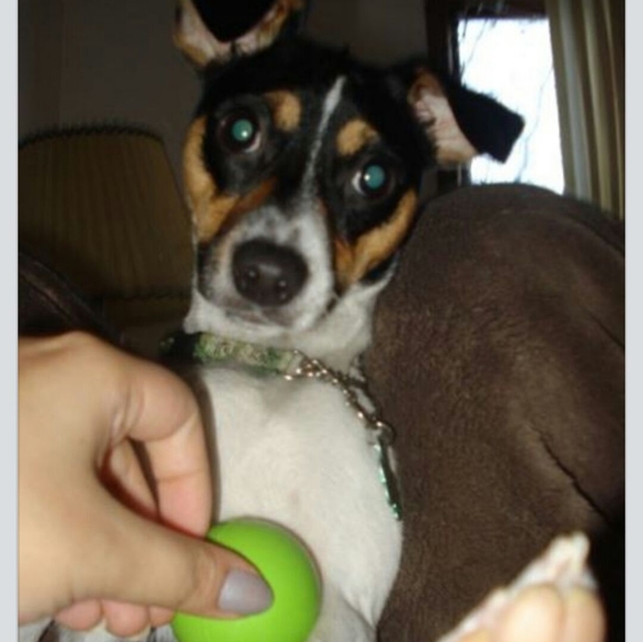 Meet your Posher, Alisha - Picture 4 of 6